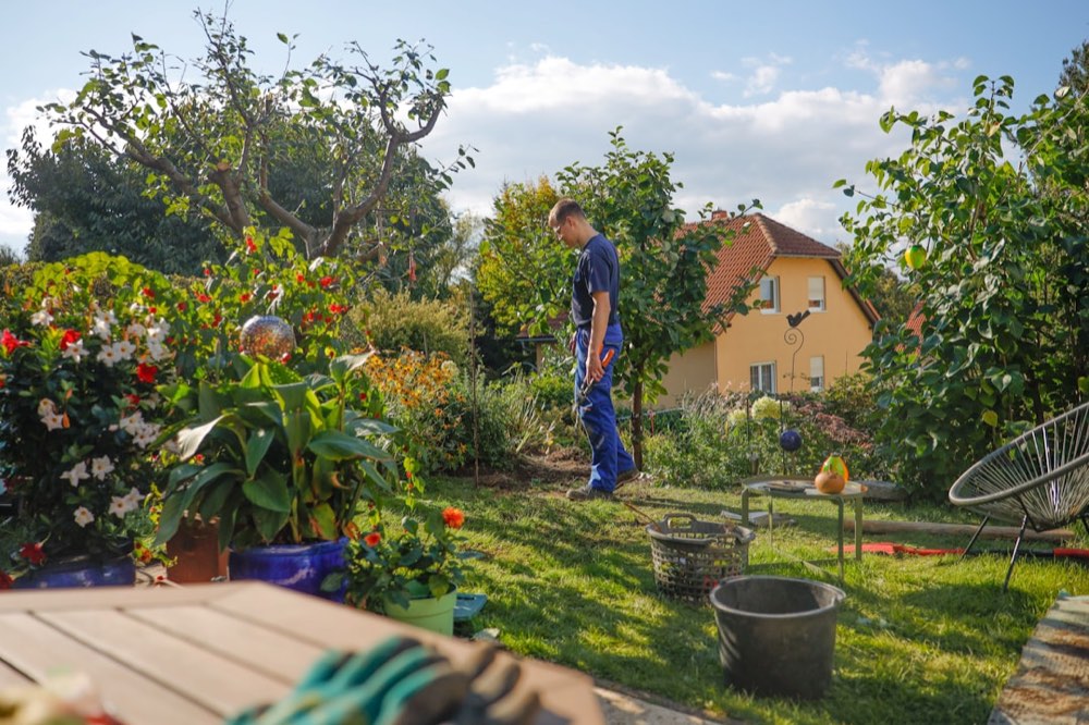 A landscaper working in a lush, colorful backyard flower garden with a house in the background on a sunny day