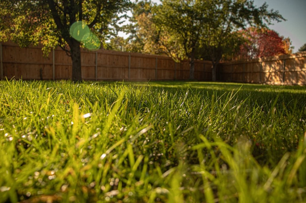 A lush, freshly cut green backyard lawn